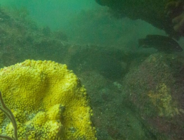  Visitatori sott'acqua